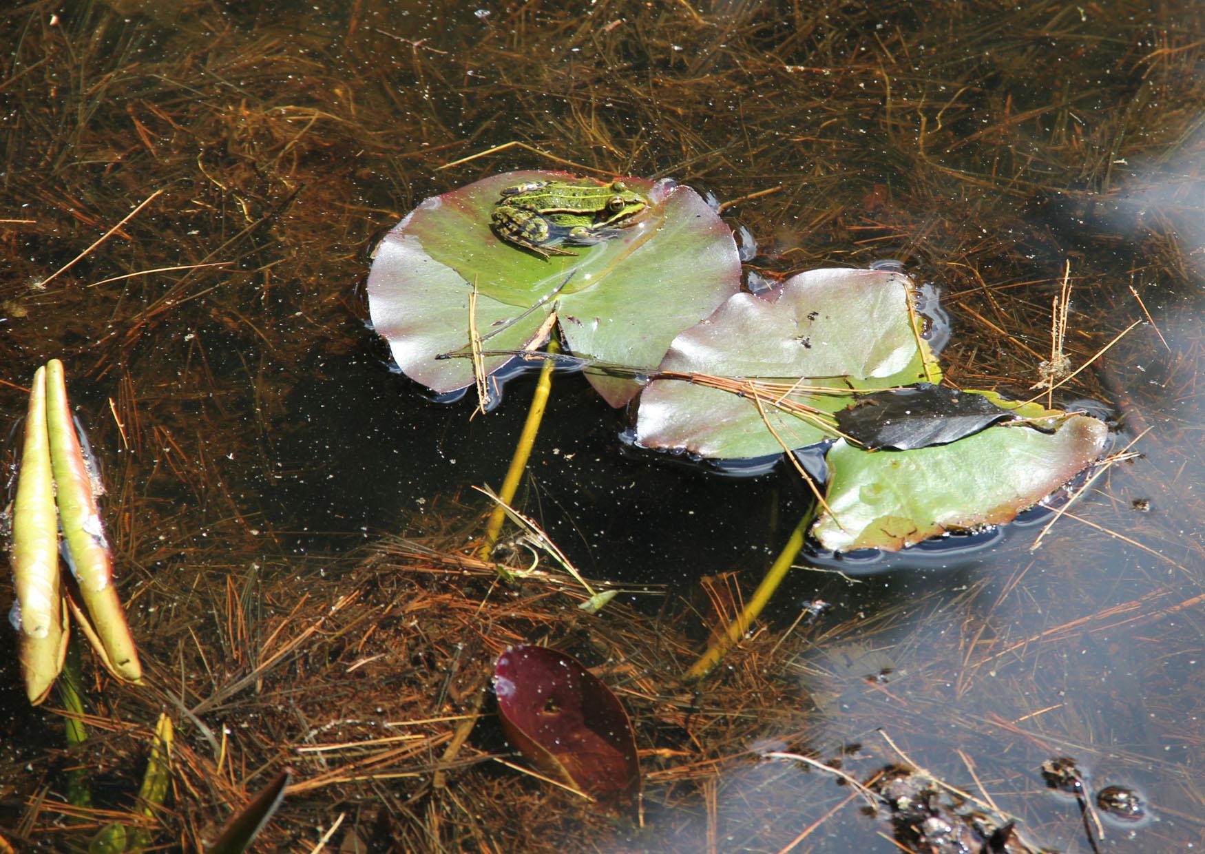 Frosch auf Seerosenblatt im Nixenteich Park Kromlau