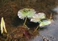 Frosch auf Seerosenblatt im Nixenteich Park Kromlau