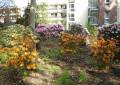 Bilder zum Rhododendronpark Graal-Müritz auf www.pictokon.net