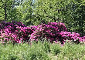 Rhododendronpark Gaußig