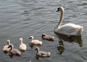 Schwanenkinder unterwegs auf dem Wörlitzer See