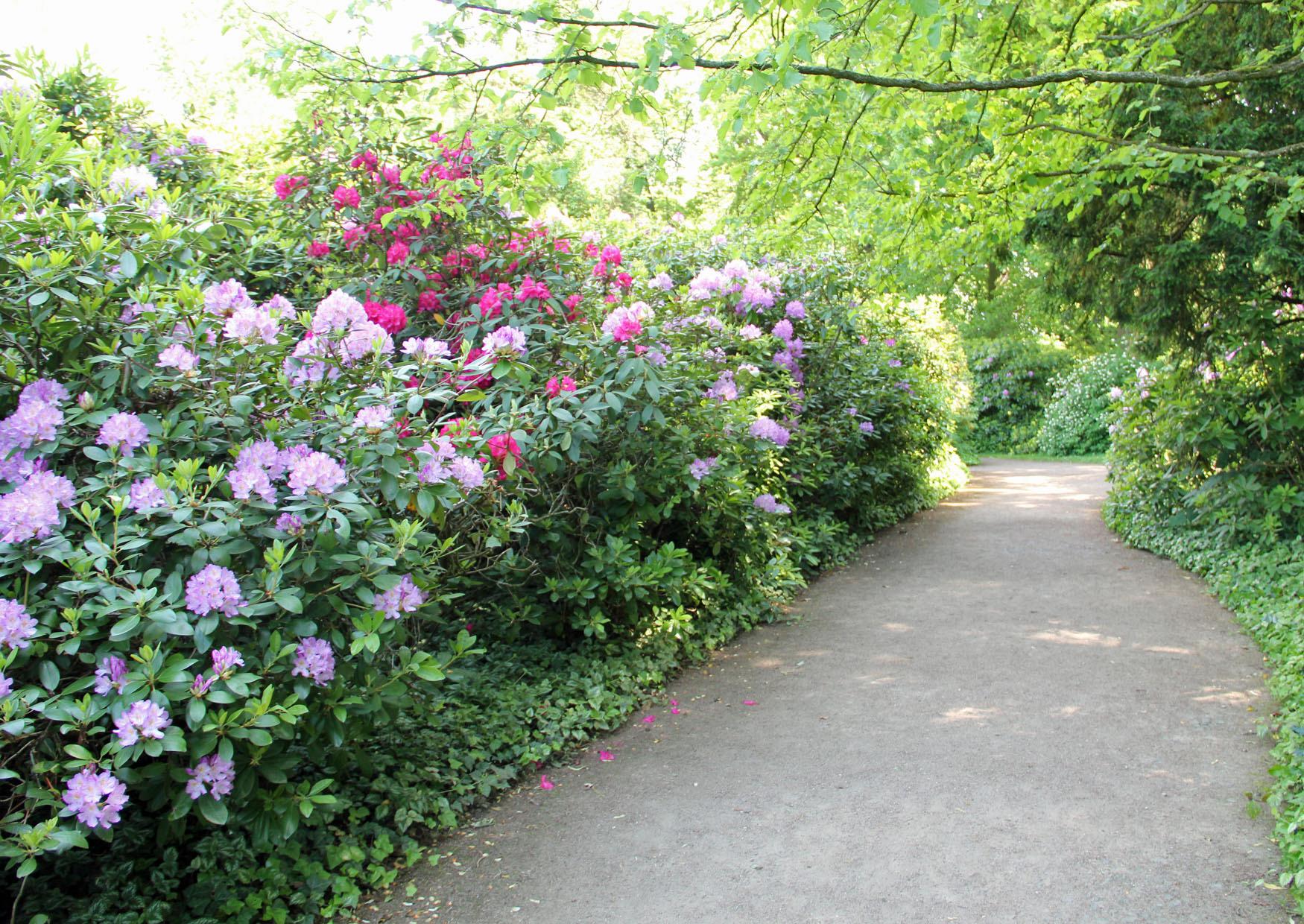 Rhododendron Park Wörlitz