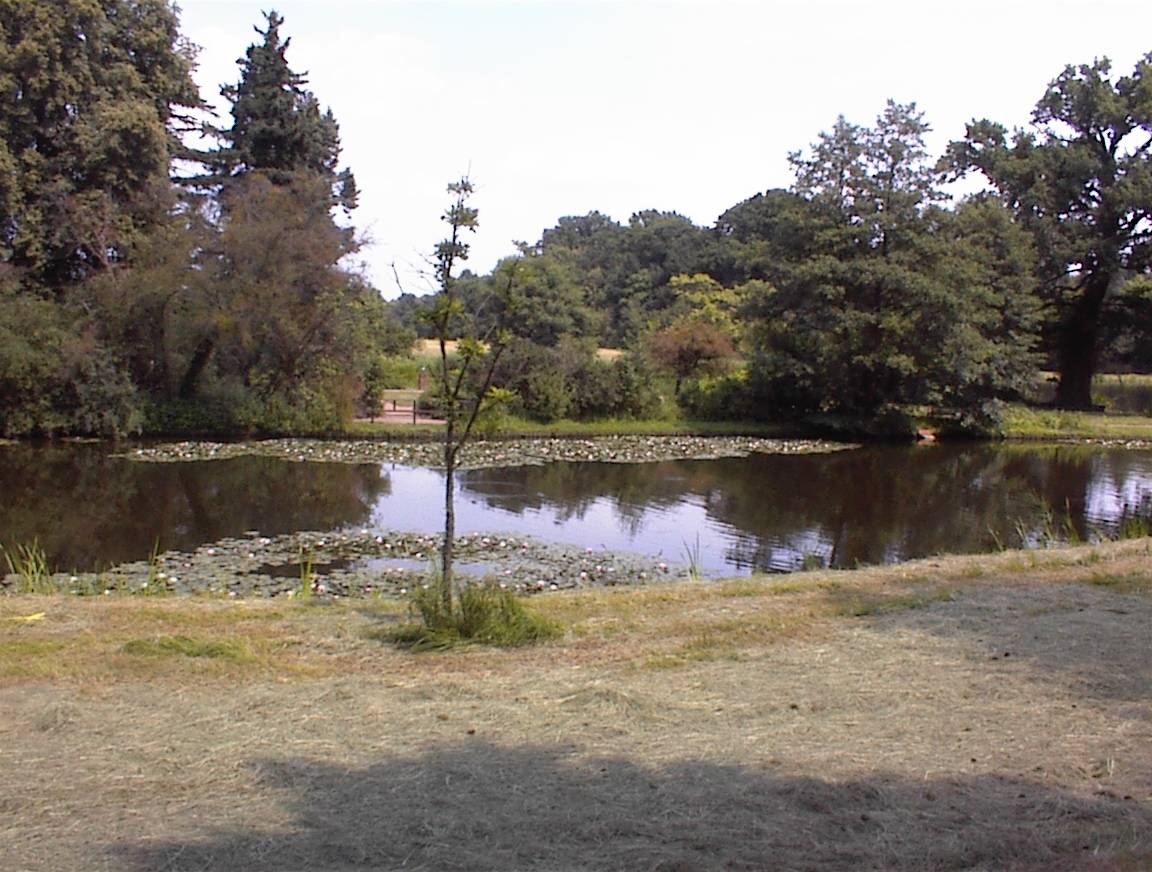 Wörlitzer Park +++ Spazieren am Teich