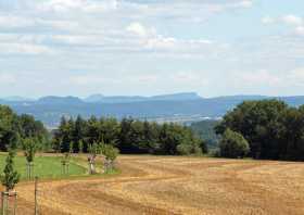 Babisnauer Pappel der Blick zum Rosenberg