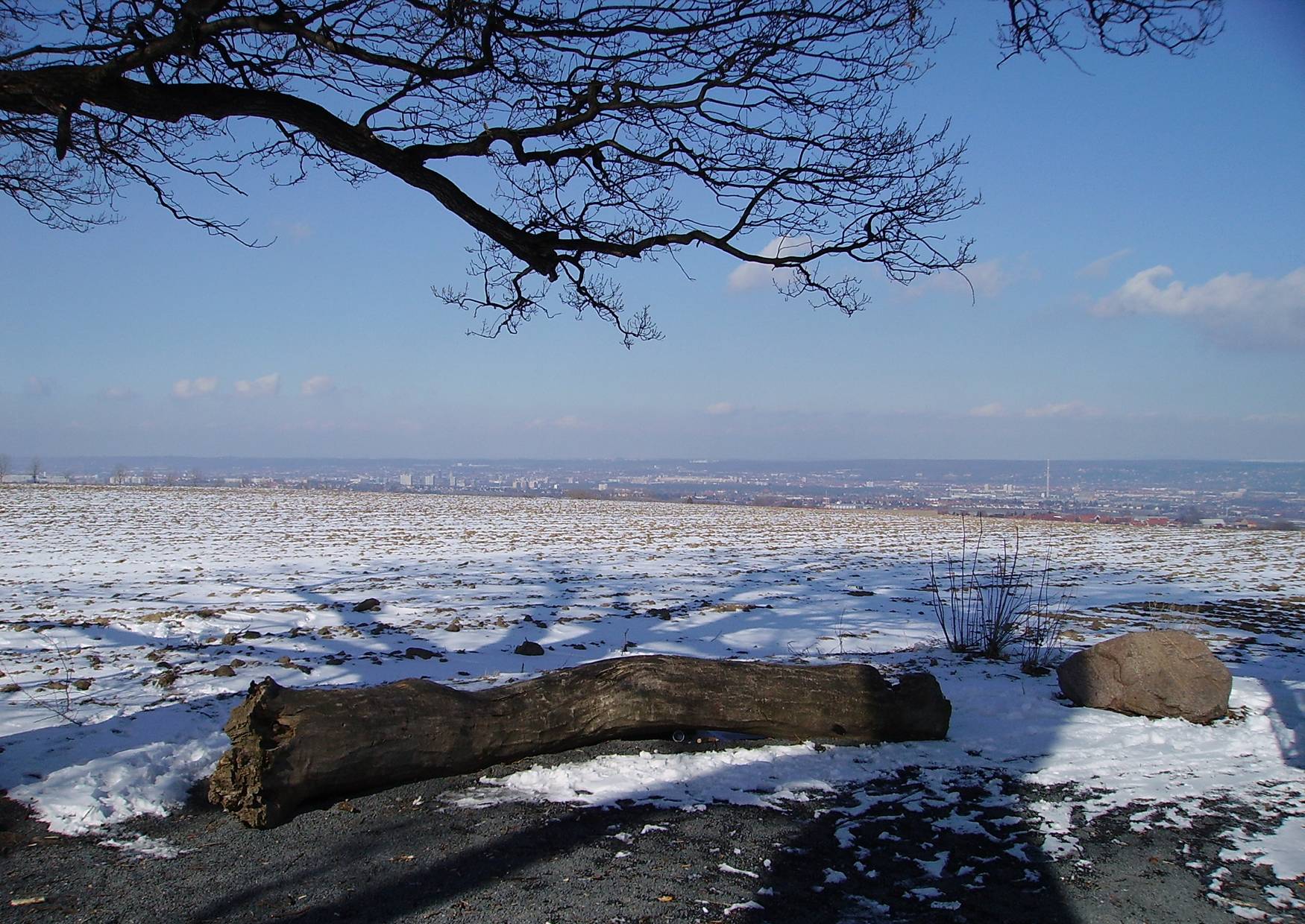 Die Babisnauer Pappel - Klarer Blick auf Dresden