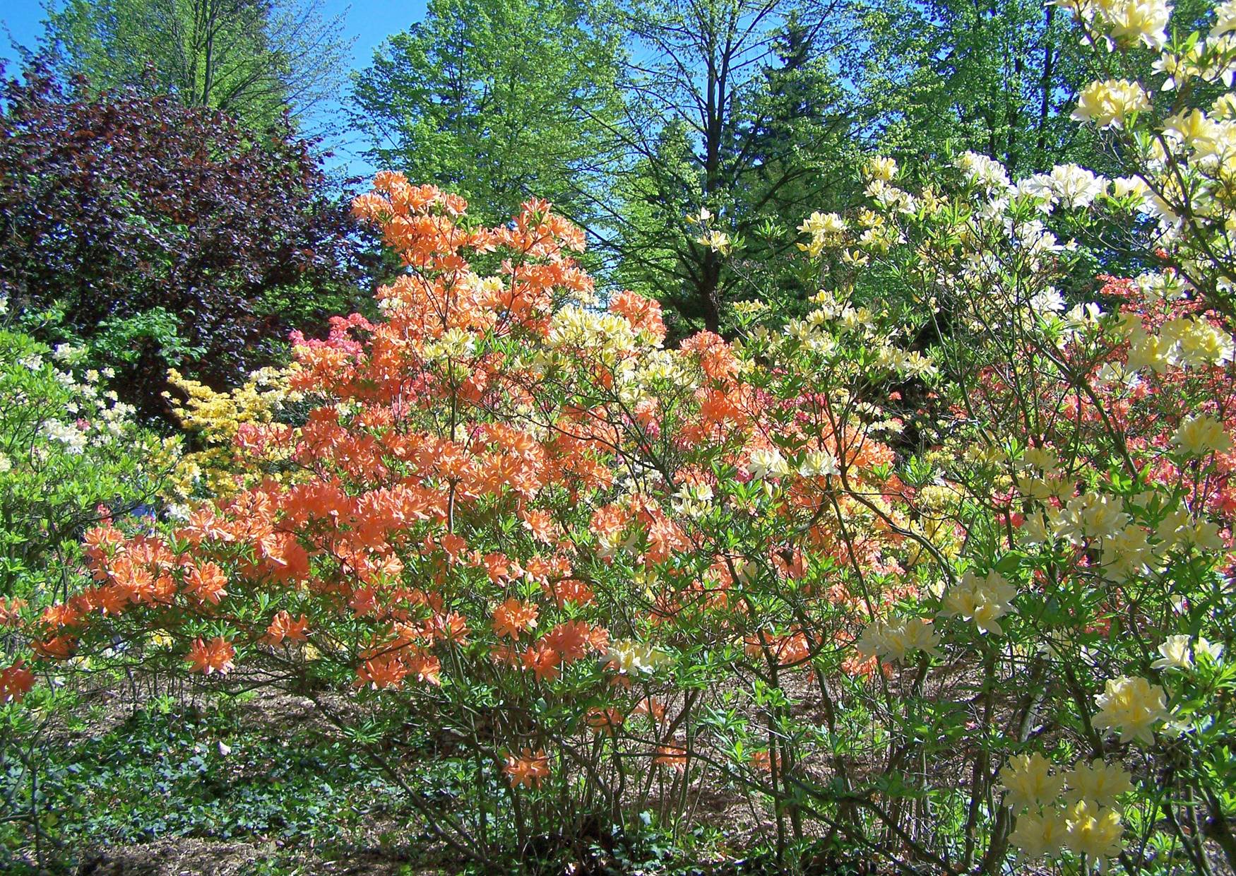 Hutberg Kamenz Rhododendron