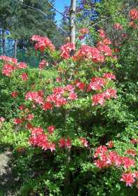 Rhododendronblüte auf dem Hutberg Kamenz