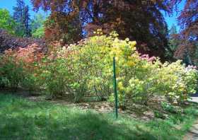 Blühende Rhododendronbüsche auf dem Hutberg bei Kamenz