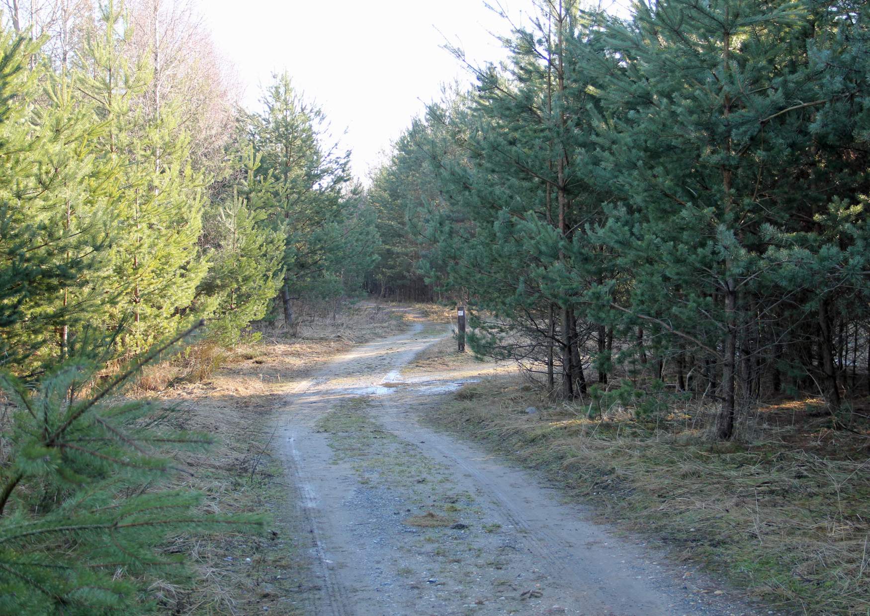 Wandern in der Königsbrücker Heide