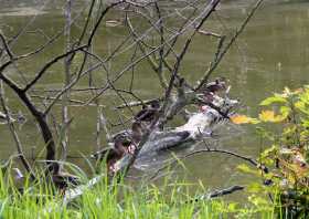 Enten am Inselteich in Zabeltitz