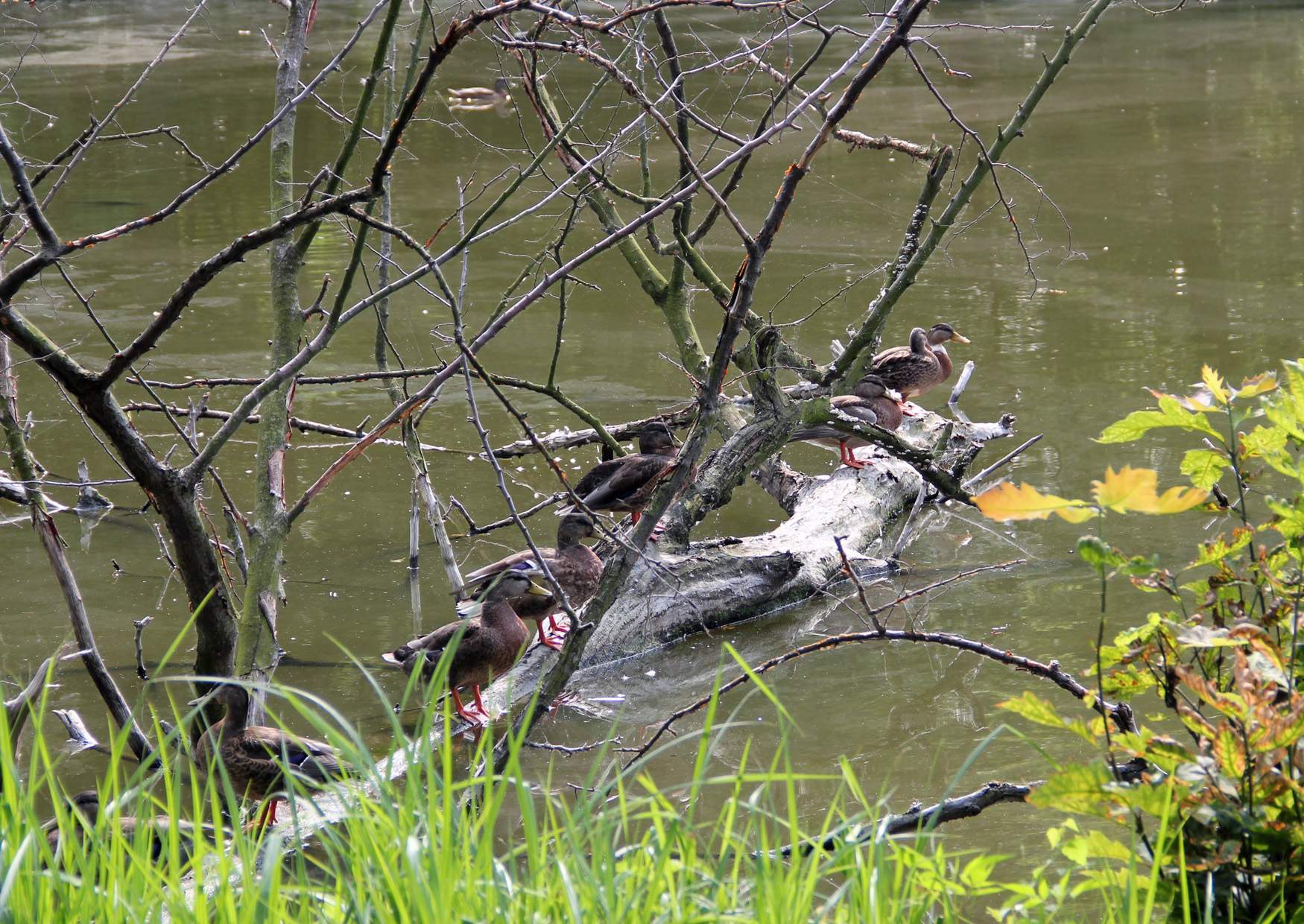 Enten am Inselteich in Zabeltitz