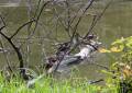 Enten am Inselteich in Zabeltitz