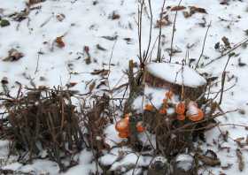 Pilze im Laubengang im Schlosspark Pulsnitz