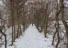 Der Laubengang im Schlosspark Pulsnitz