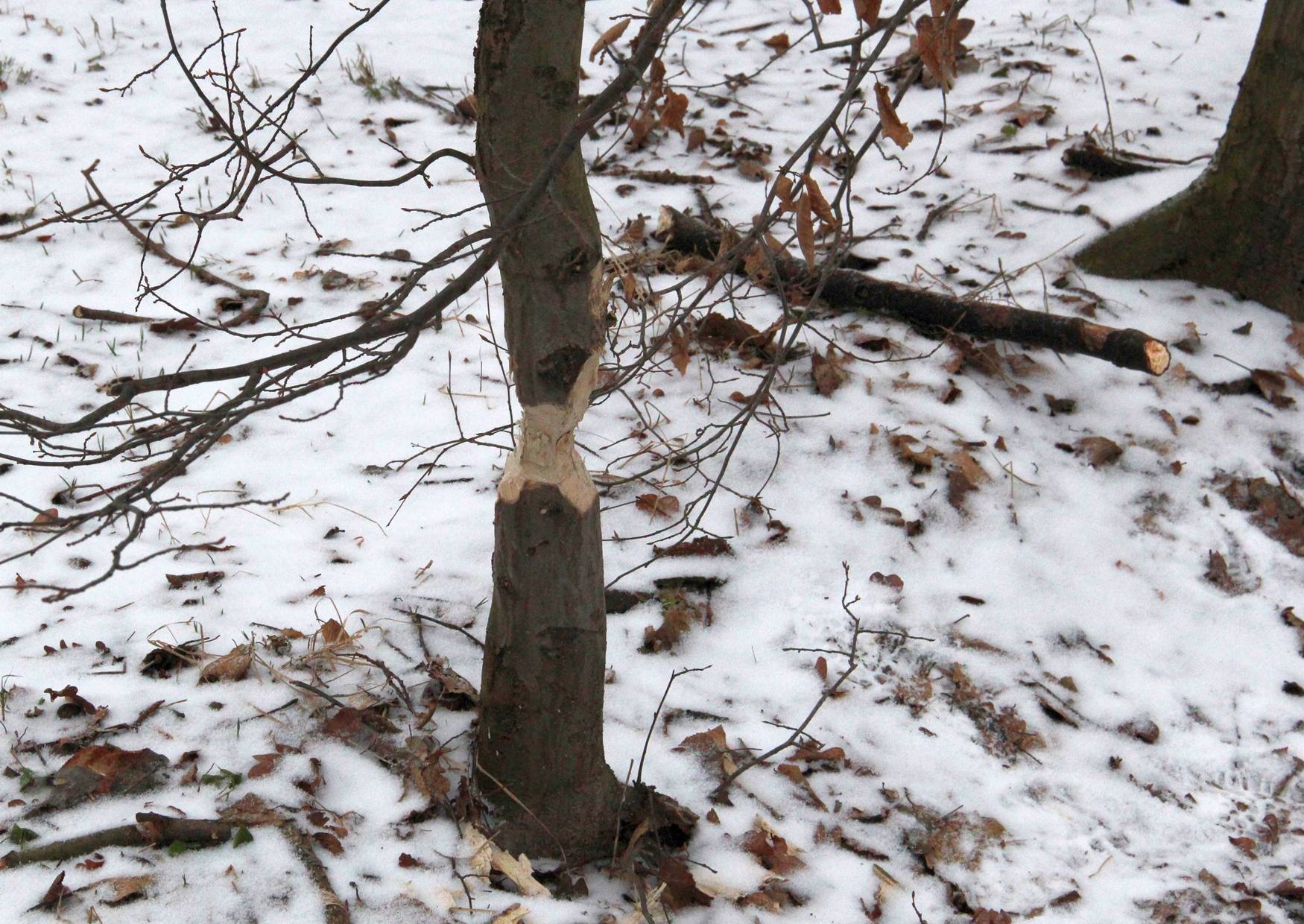 Der Biber im Laubengang im Schlosspark Pulsnitz