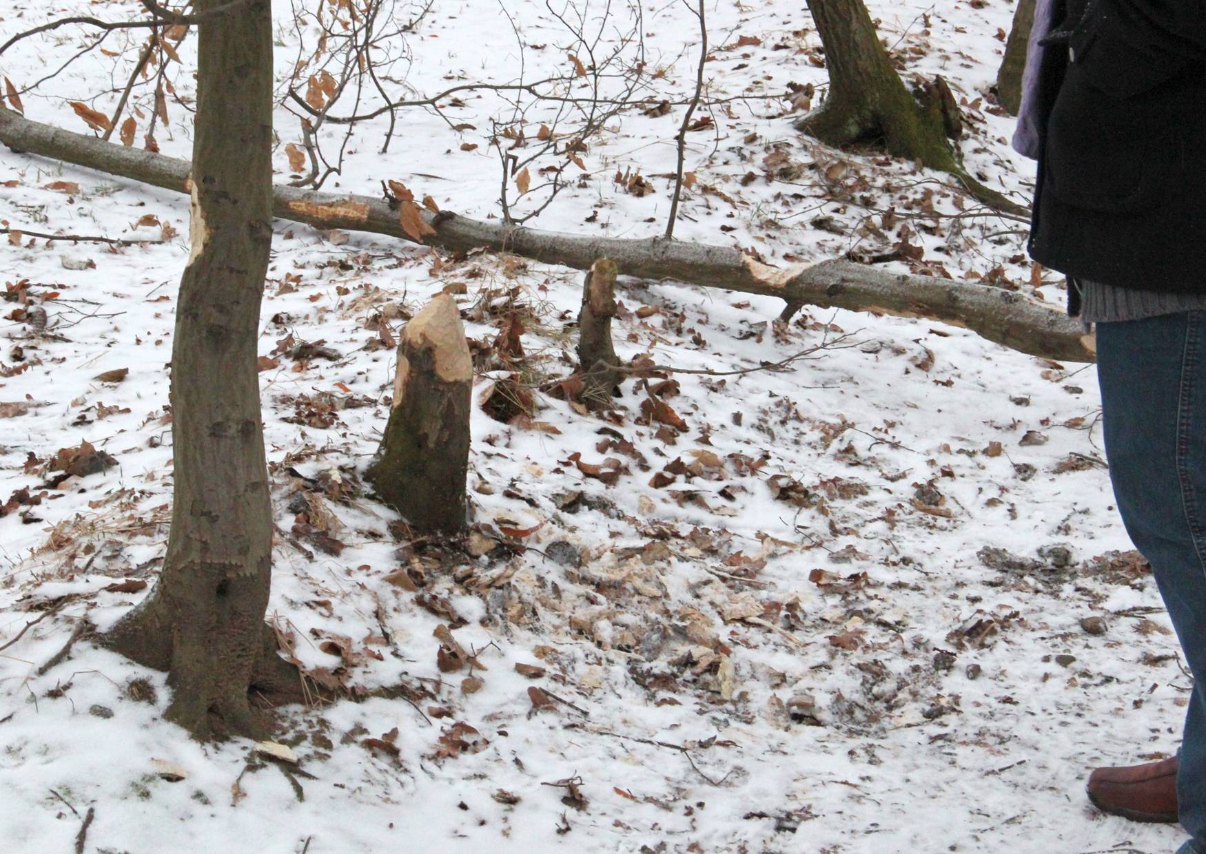 Biberspuren im Schlosspark Pulsnitz