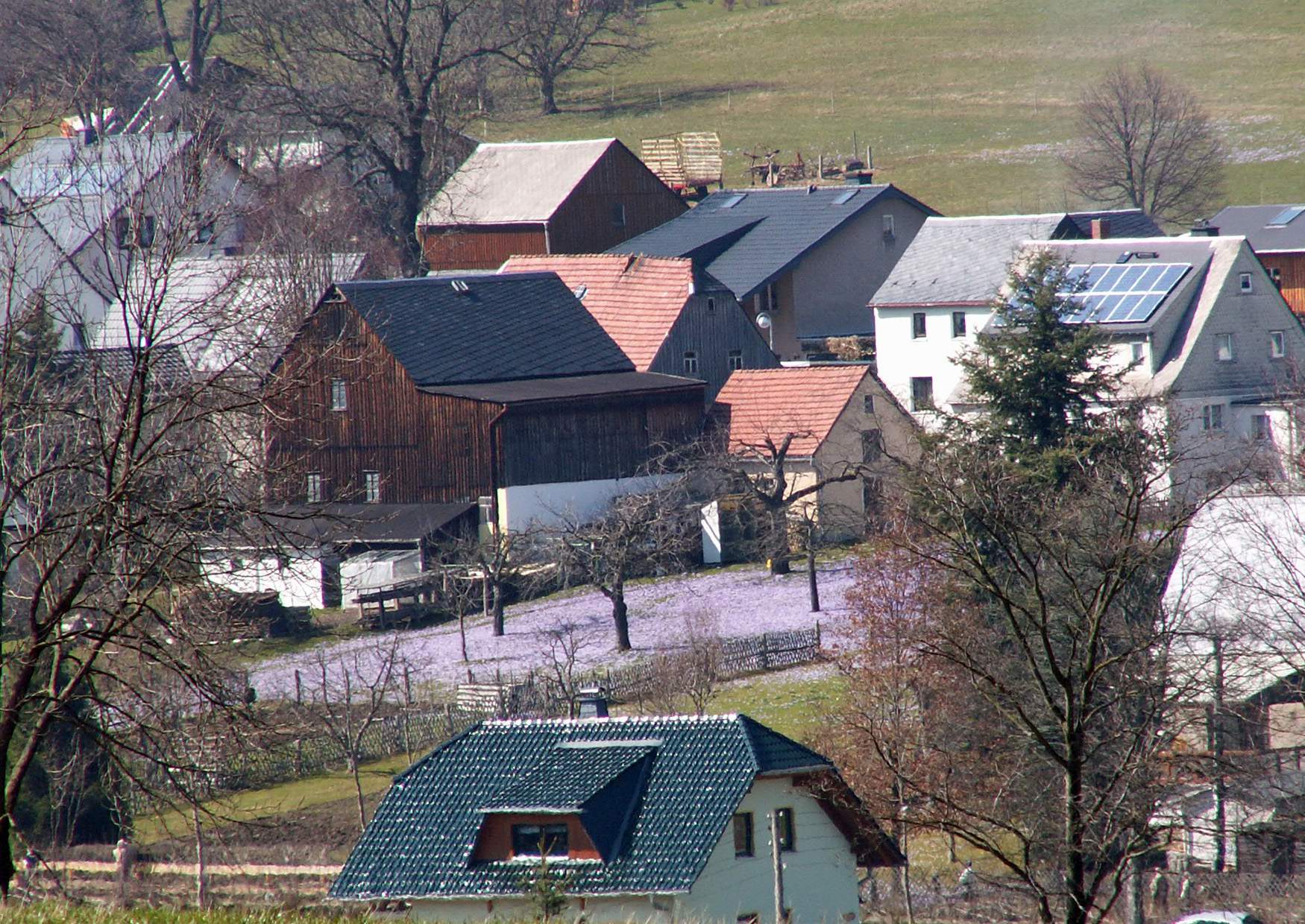 Krokuswiese Drebach am 2. April 2009