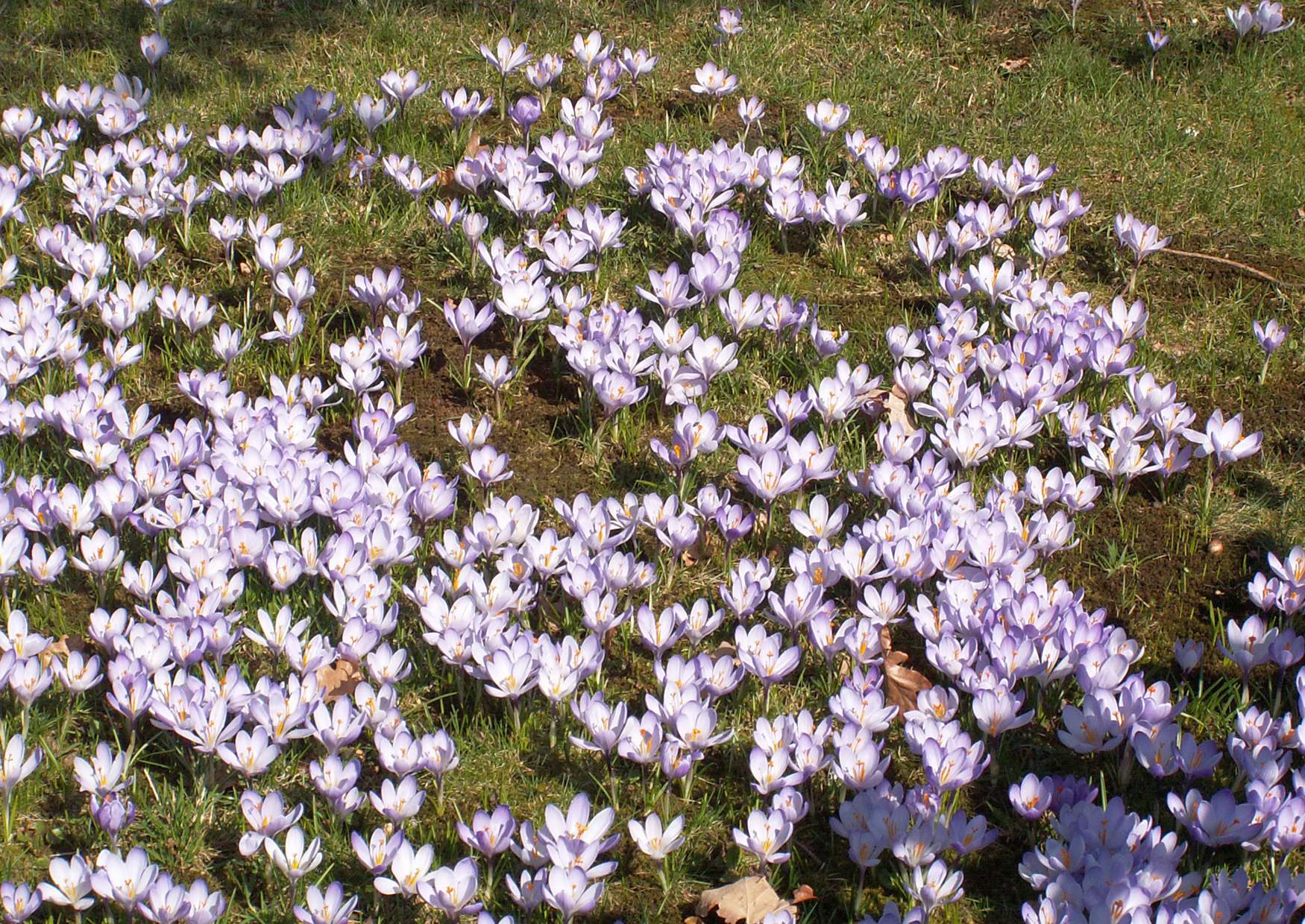 Drebach Krokuswiesen volle Blüte der Krokusse am 2. April 2009