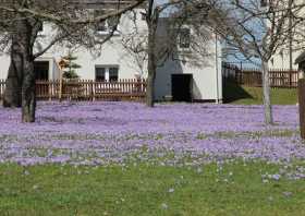 Wiese voller Krokusse, die Krokusblüte in Drebach 2013