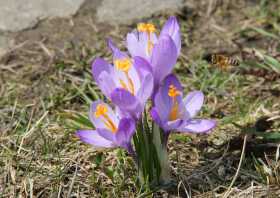 Krokusgemeinde Drebach im Erzgebirge Biene am Krokus