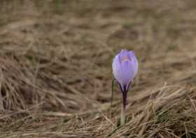 Ein Krokus im Frühjahr