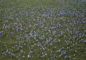 Sehenswürdigkeit März, April Krokusblüte