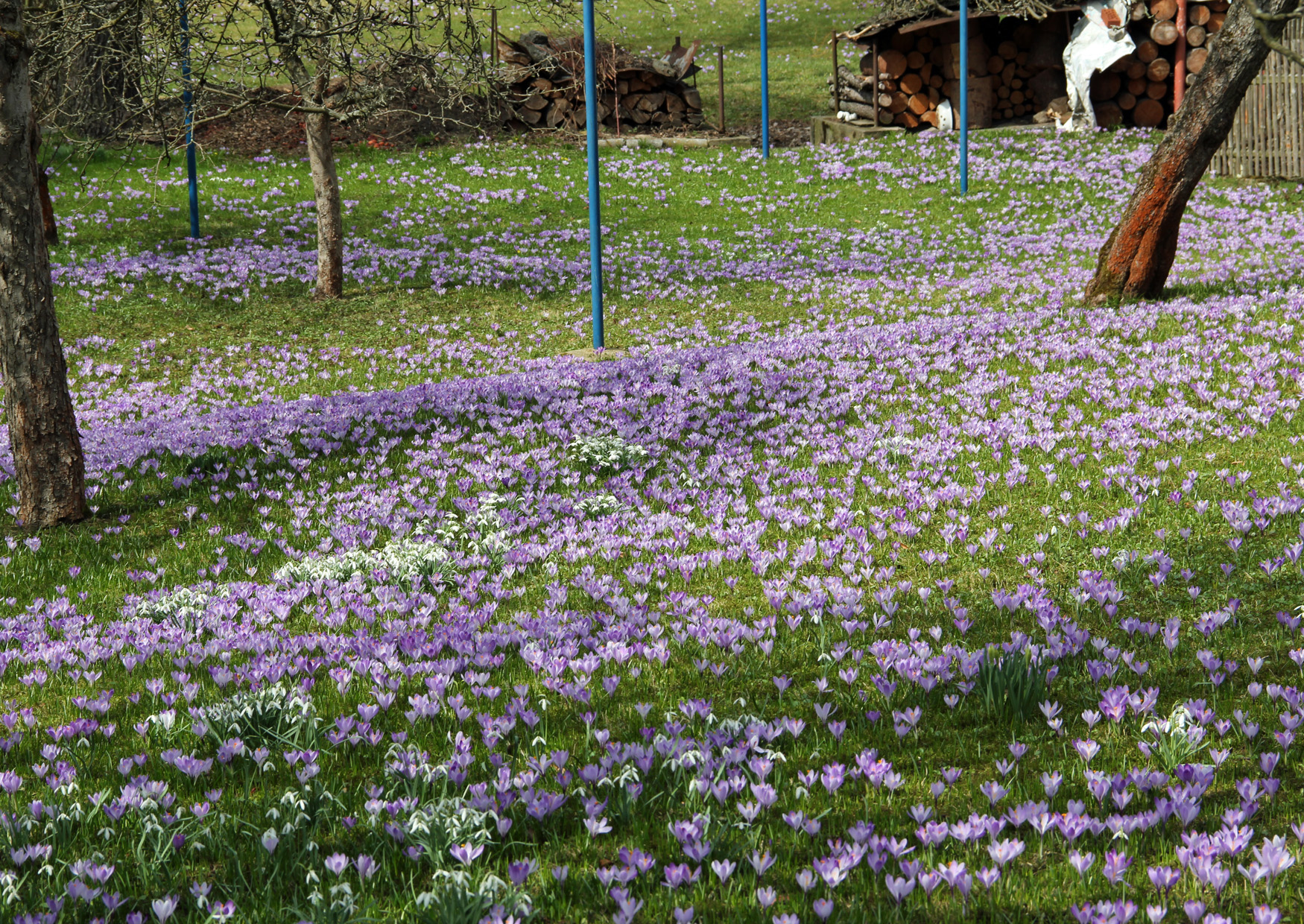 Krokus, Märzenbecher und Schneeklöckchen im Erzgebirge in Drebach 2013