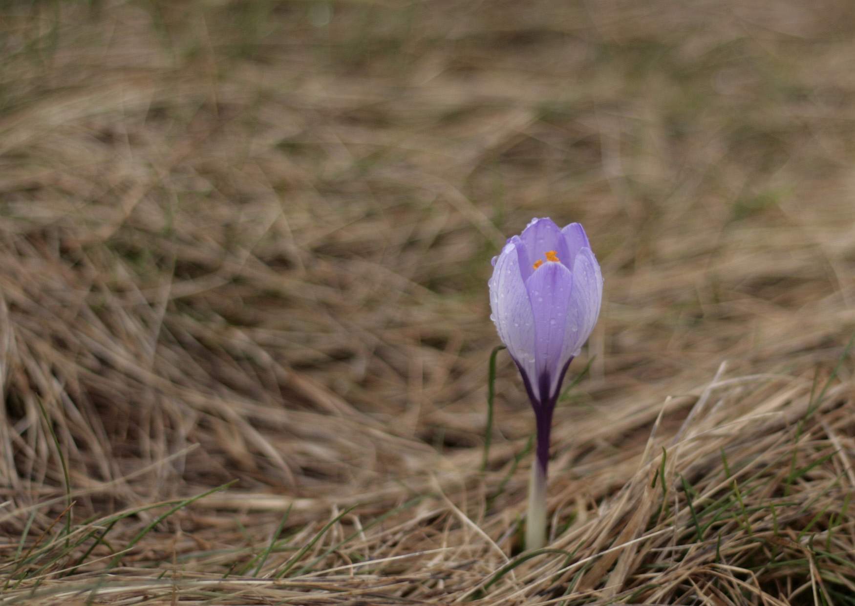 Ein Krokus im Frühjahr