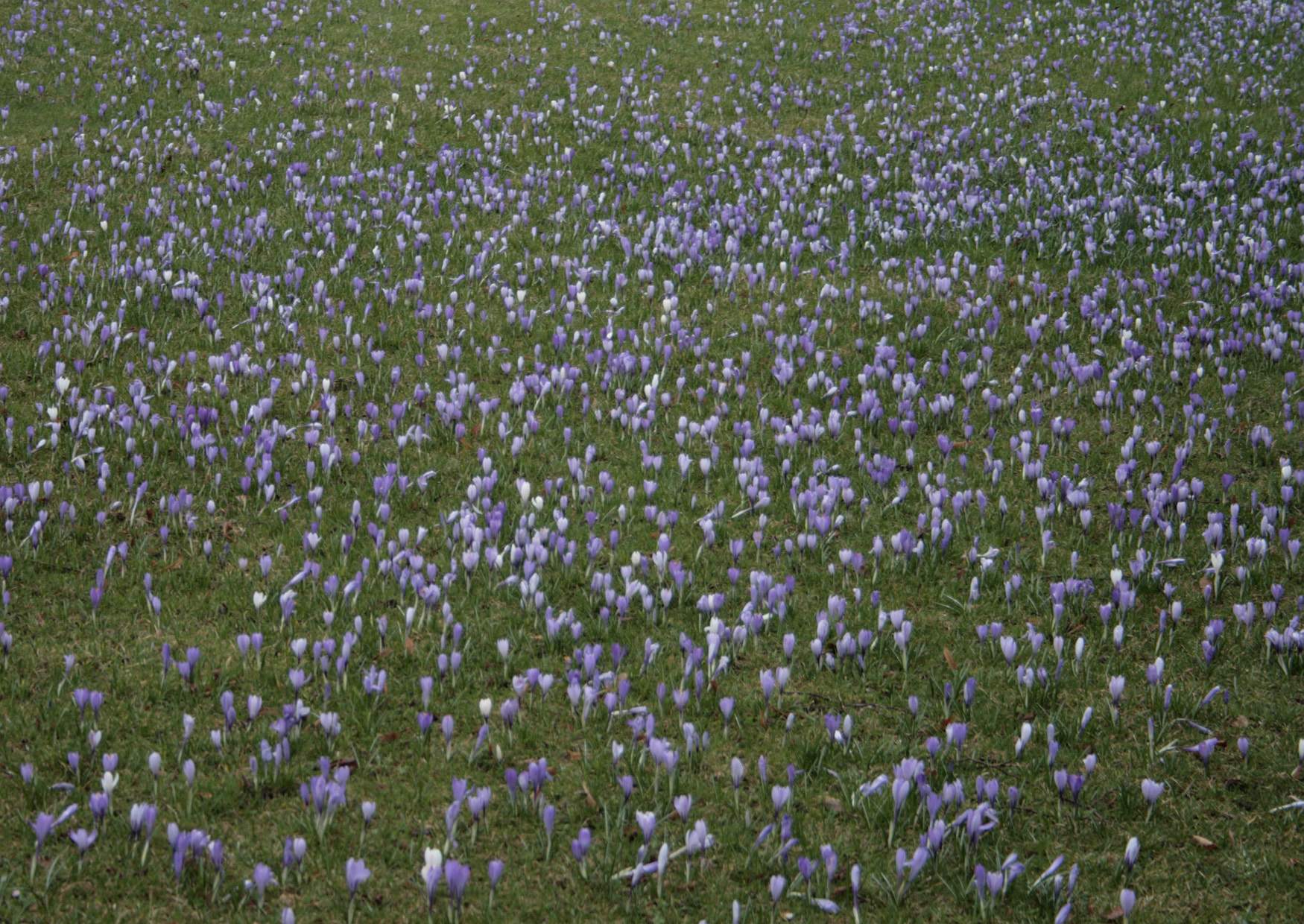 Sehenswürdigkeit März, April Krokusblüte