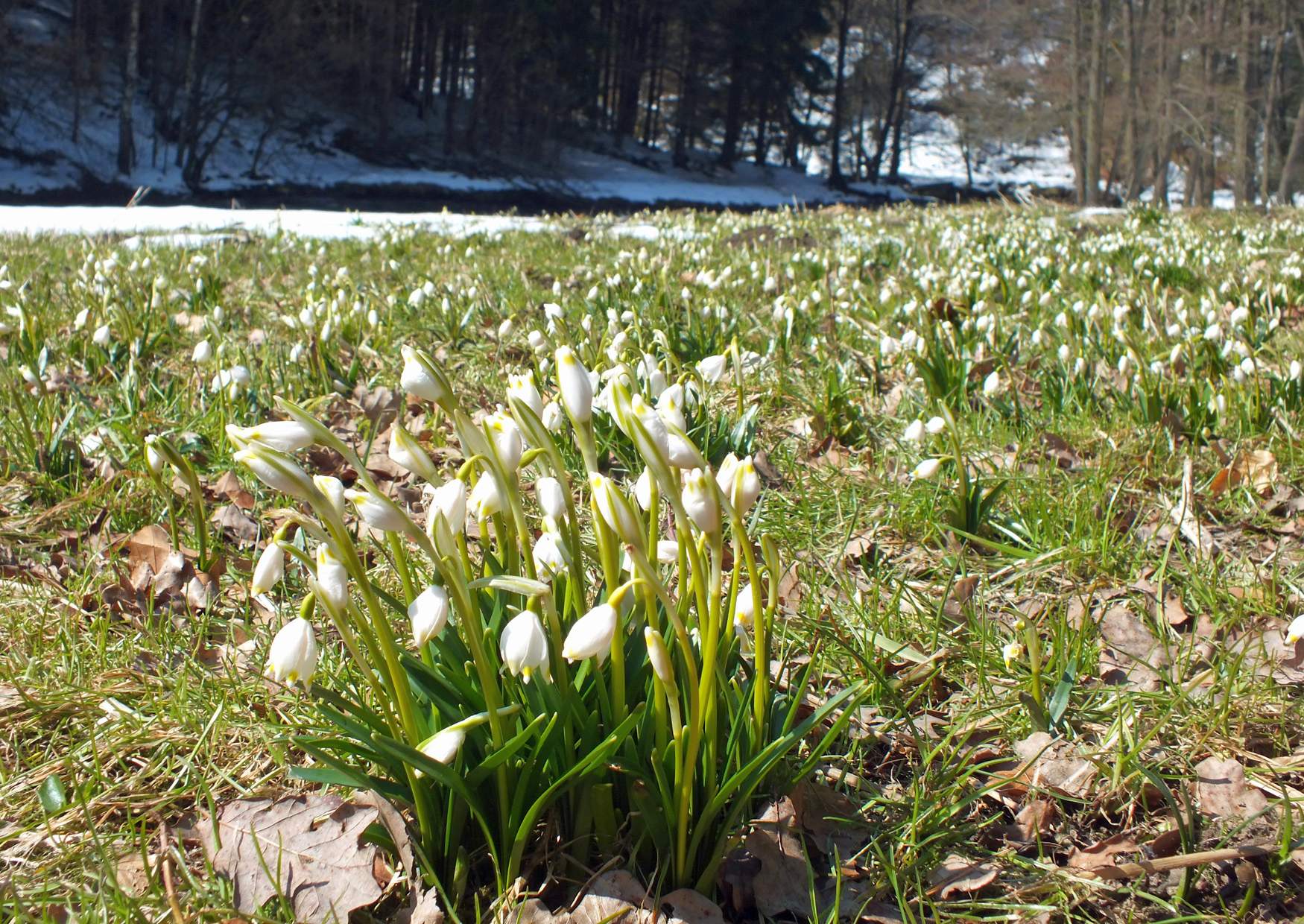 Polenztal wo der Schnee weg ist kommen die Märzenbecher