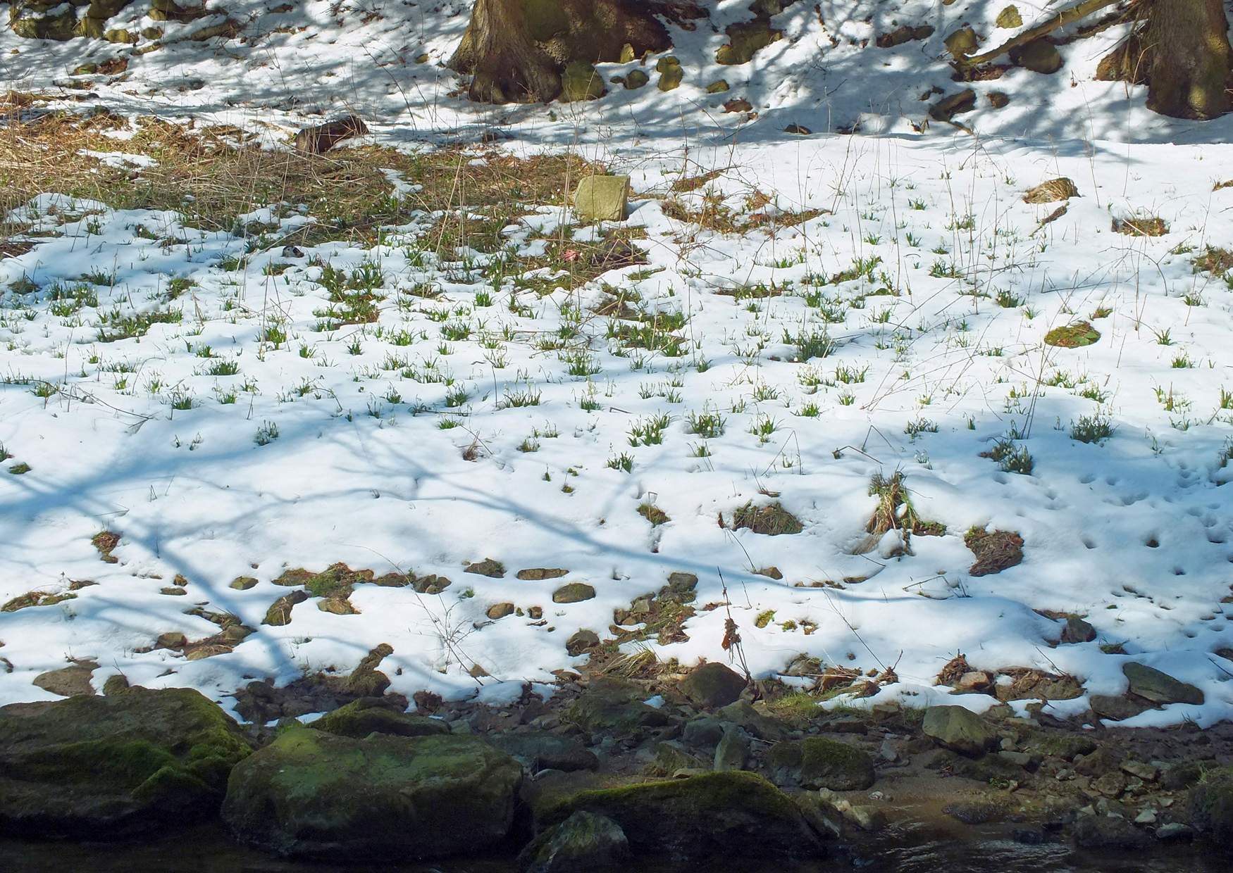 Polenztal Märzenbecher an der Polenz im Schnee bei einem Spaziergang