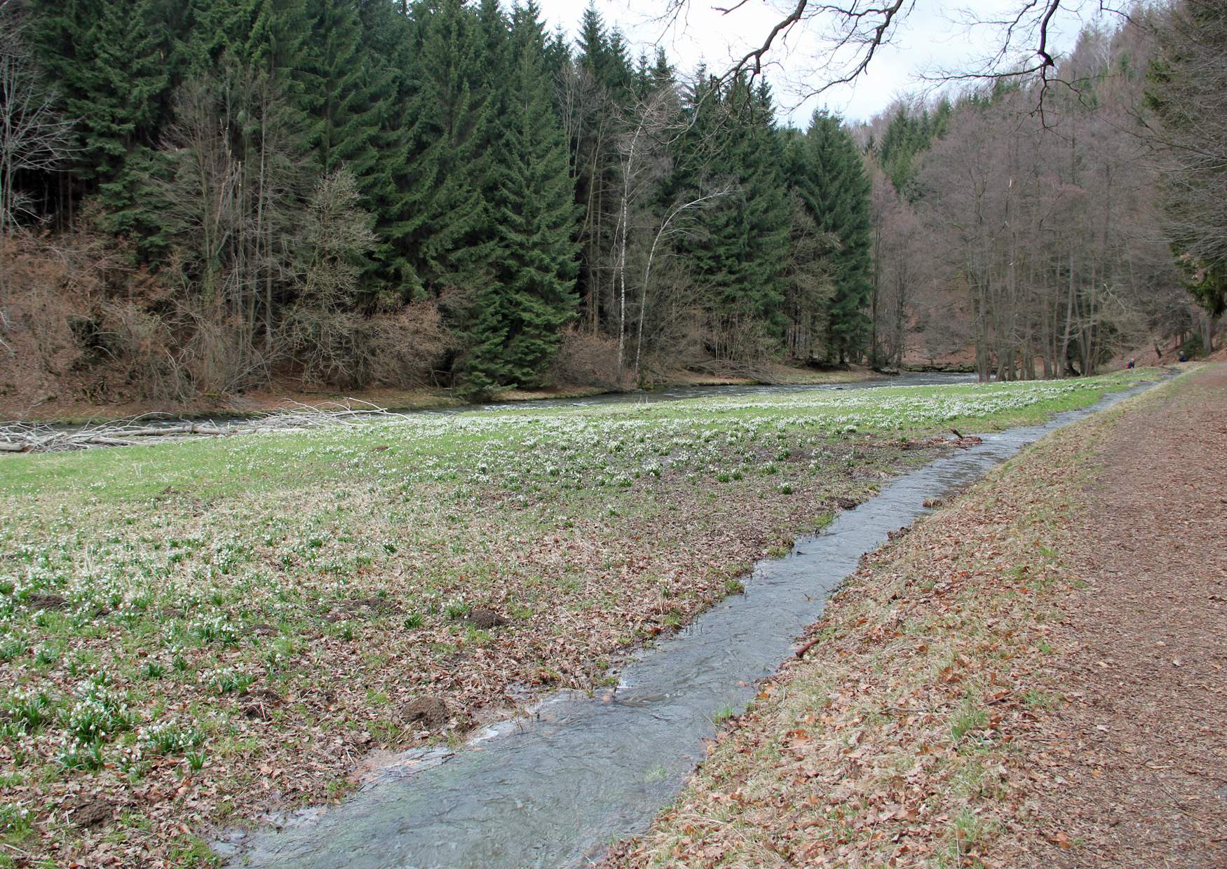 Märzenbecherwiesen im Polenztal am 13. April 2013