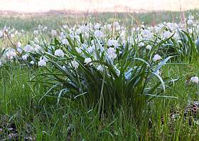 Sehenswürdigkeiten in Sachsen - Die Märzenbecherblüte auf den Märzenbecherwiesen im Polenztal