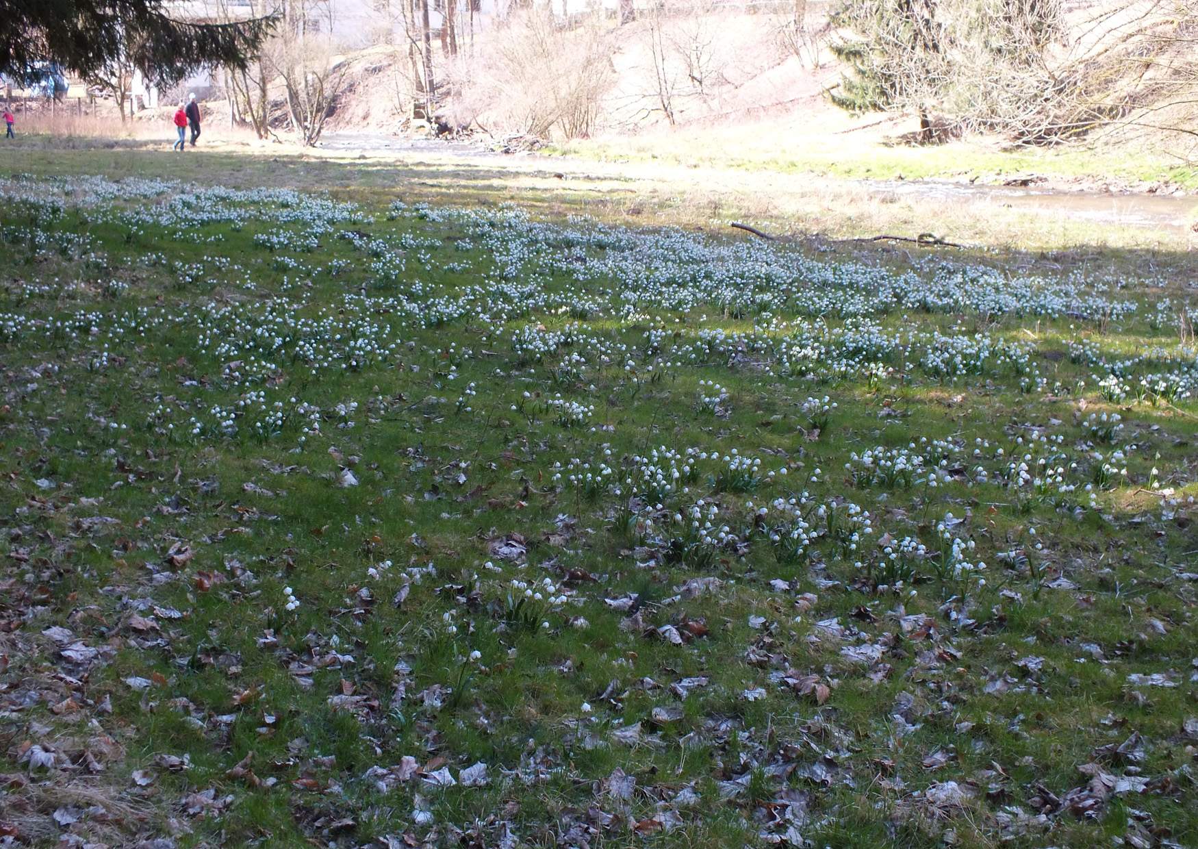 Die Märzenbecherwiesen in der Sächsische Schweiz im Polenztal