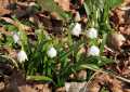 Märzenbecher in voller Blüte März 2015 im Polenztal