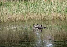 Enten im Teich Kromlau