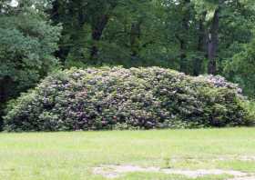 Der Azaleen- und Rhododendronpark Kromlau, die letzte Blüte im Juni