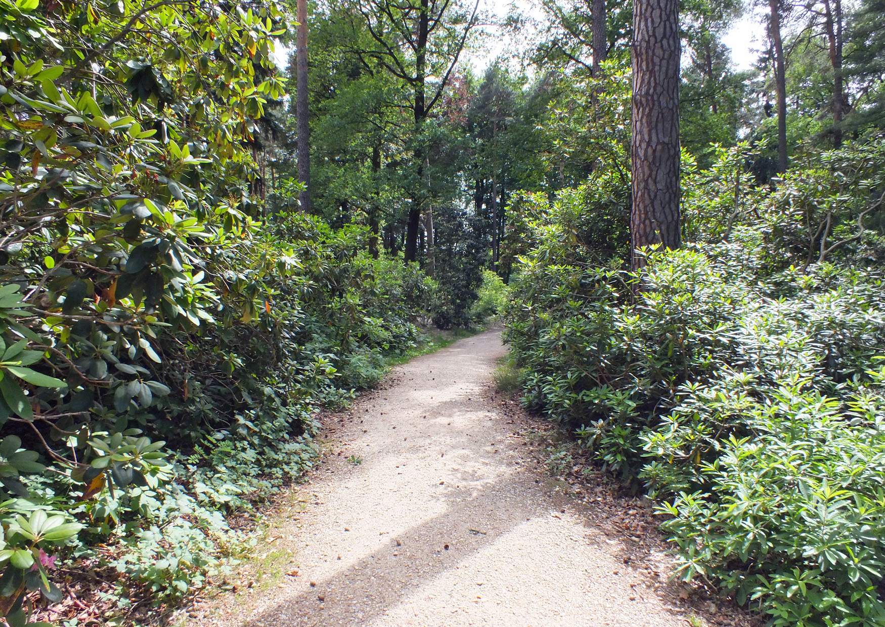 Rhododendronpark Kromlau, Ausflugsziel in der Oberlausitz