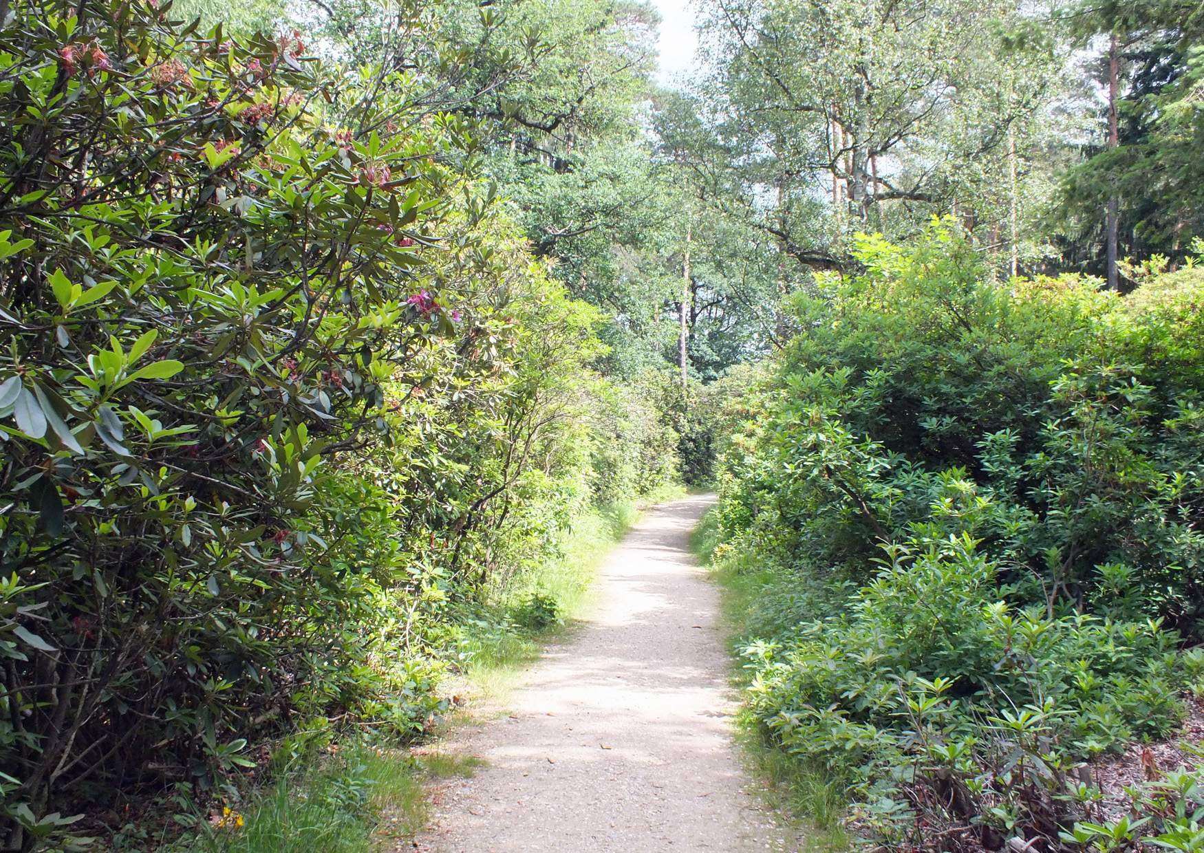 Die Rhododendrongasse Erlebnis im Rhododendronpark Kromlau