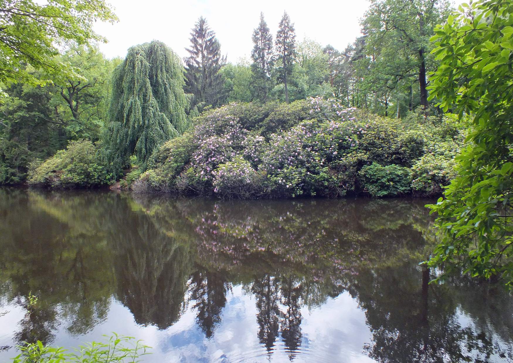 Rhododendronpark Kromlau, die Blüte am Rakotzsee