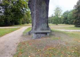 Uralte Bäume im Fürst Pückler Park Bad Muskau