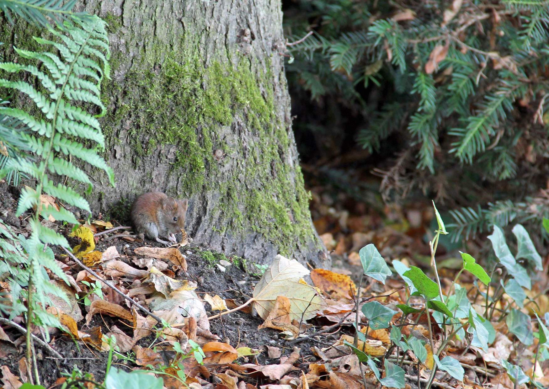 Fürst Pückler Park Bad Muskau Tierbegegnungen