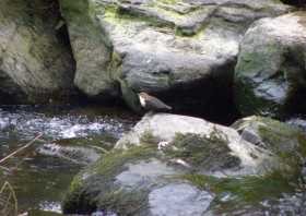 Wasseramsel im Rabeneuer Grund