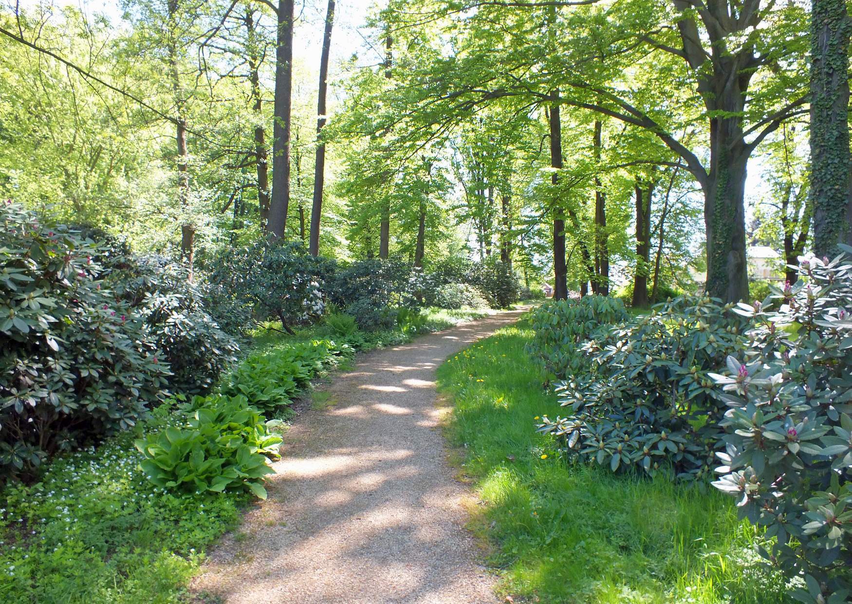 Park Bischheim Weg durch Rhododendron