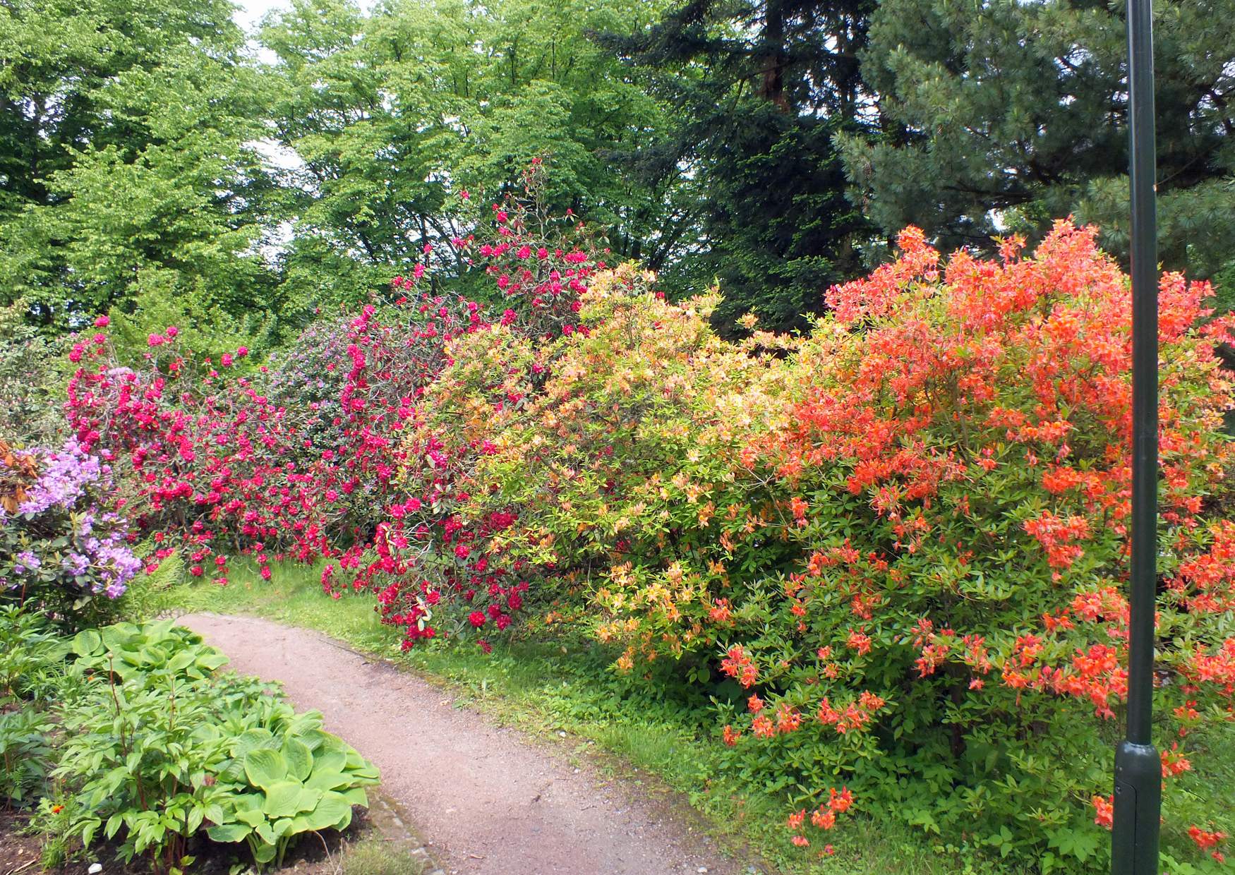 Rhododendronpark Rathen