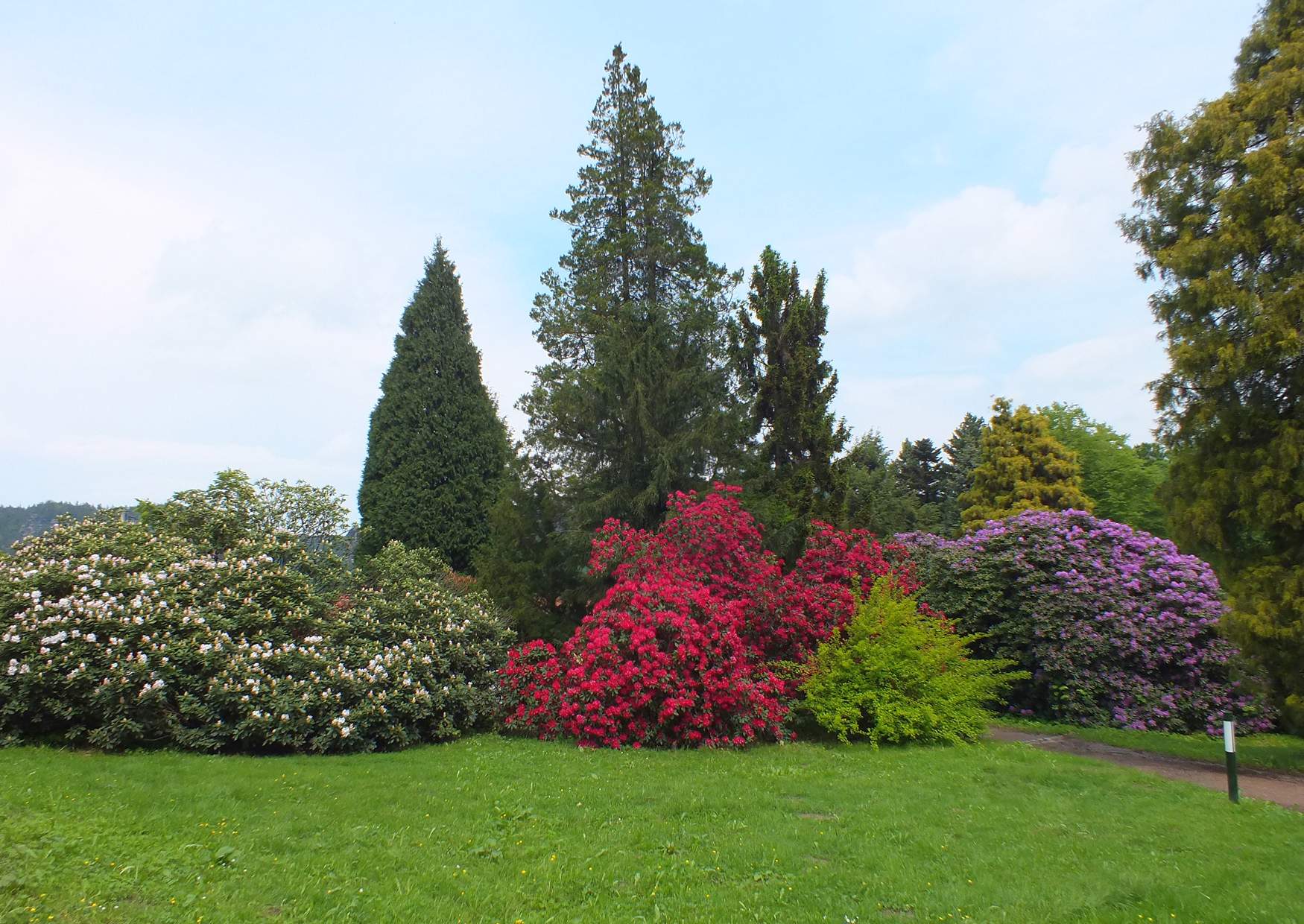 Blühende Rhododendronsträucher im Rhododendronpark in Rathen