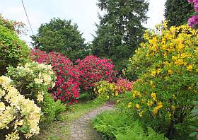 Rhododendronpark „Kleine Bastei“ in Rathen in der Sächsischen Schweiz