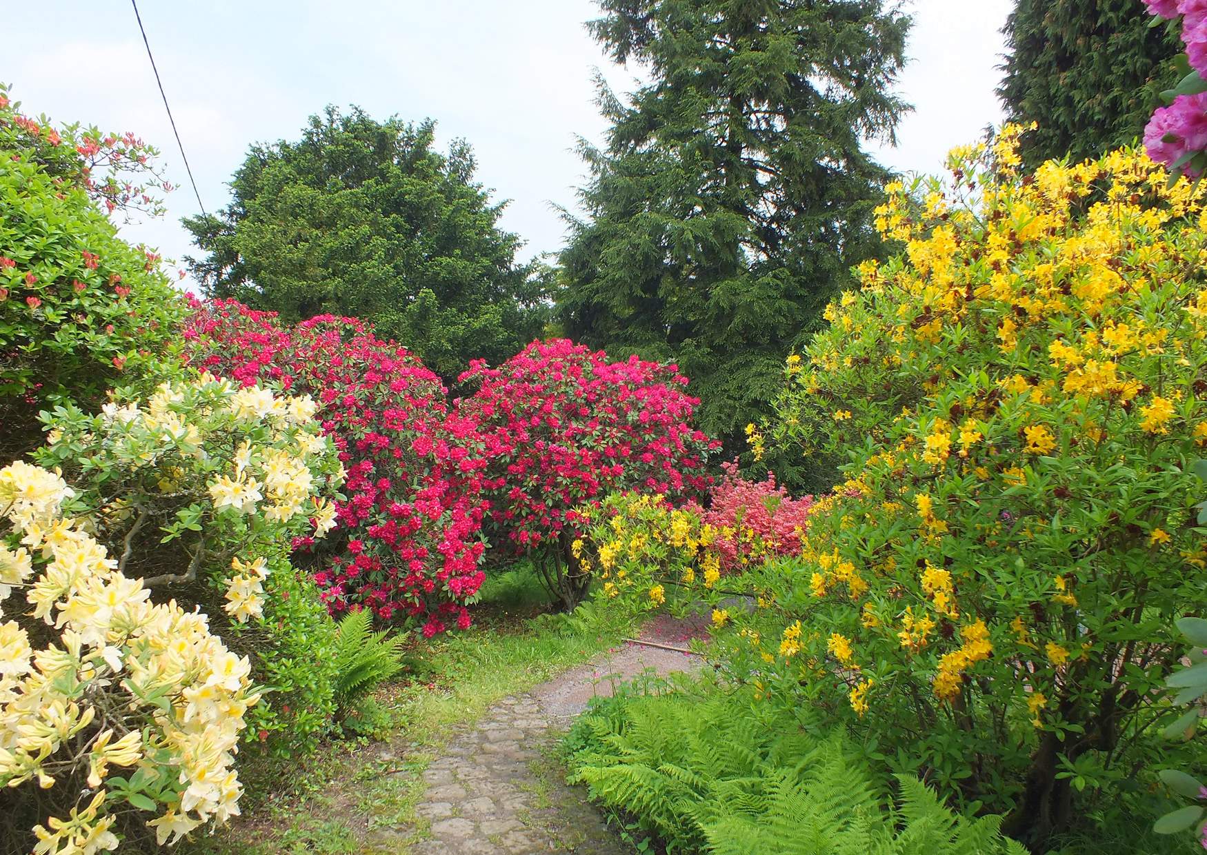 Rhododendronpark in Sachsen in der Sächsischen Schweiz in Rathen