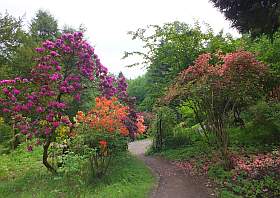 Ausflugsziel Rhododendronpark Rathen