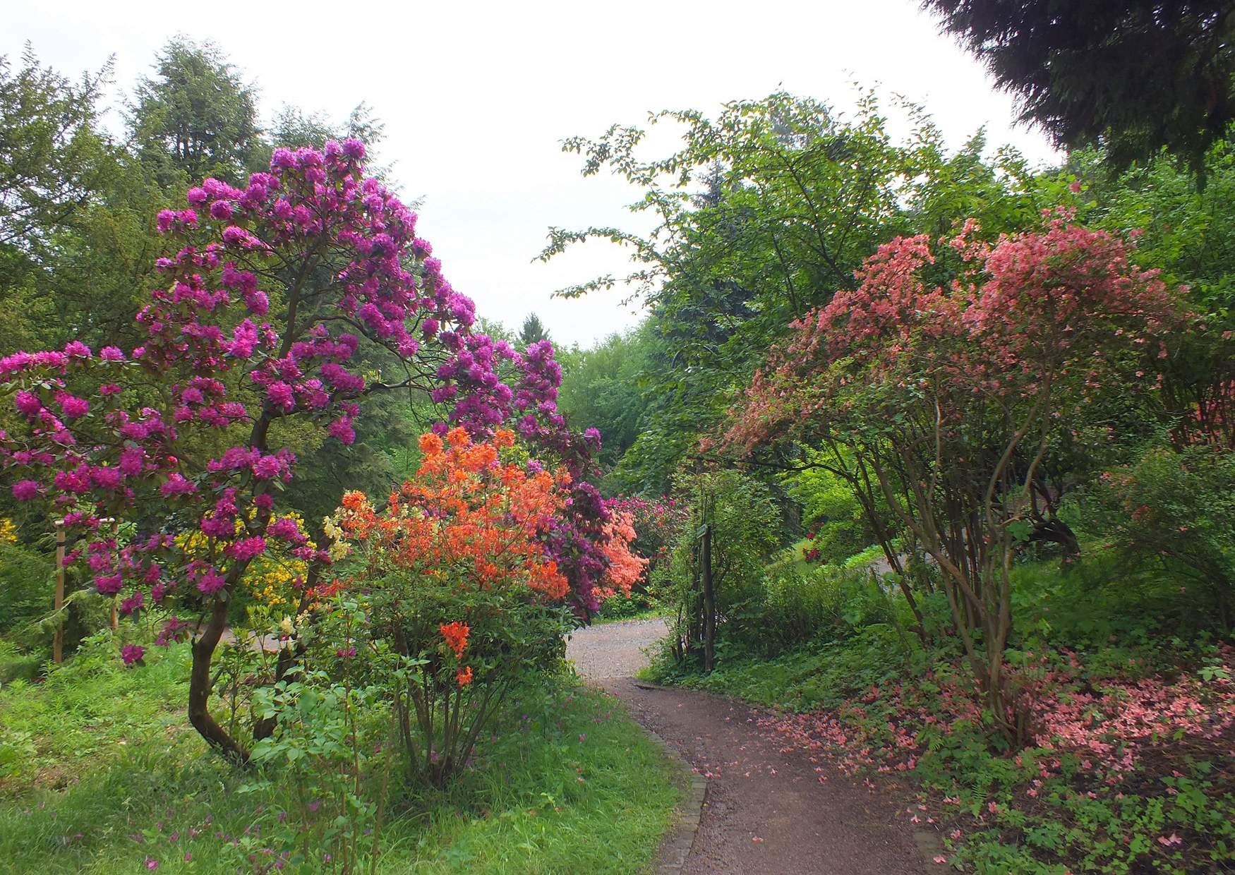 Rhododendronpark Kleine Bastei Rathen am Ende der Blütezeit 2013